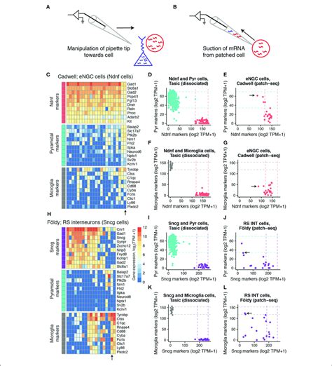 Expression Of Cell Type Specific Marker Genes In Mouse Single Cell