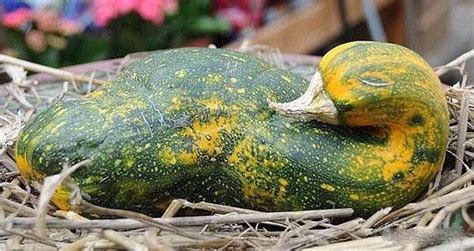 Photos 20 Fruits Et Légumes Avec Des Formes Vraiment Bizarres