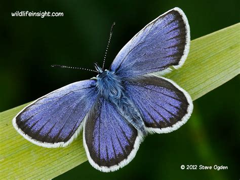 Silver-studded Blue butterfly caterpillars | Wildlife Insight