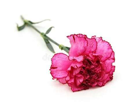 Carnation Flower Stock Image Image Of Colorful Alive 41814861