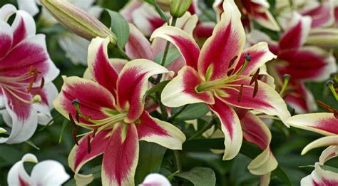 Лилии восточные сорта с фото и названиями каталог