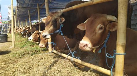 Syekh Ali Jaber Ungkap Salah Kaprah Kurban Sapi Dan Kambing Yang Sering