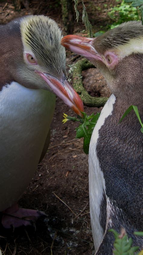 Yellow-eyed Penguin Trust - Dunedin, New Zealand