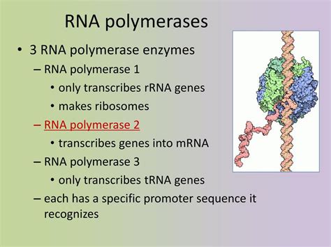 From Gene To Protein How Genes Work Ch 17 Ppt Download