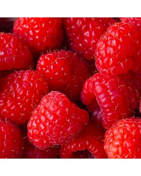 Framboises entières 1Kg Livraison 48h