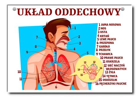 Tablica Edukacyjna Uk Ad Oddechowy Cz Owieka A Allegro Pl