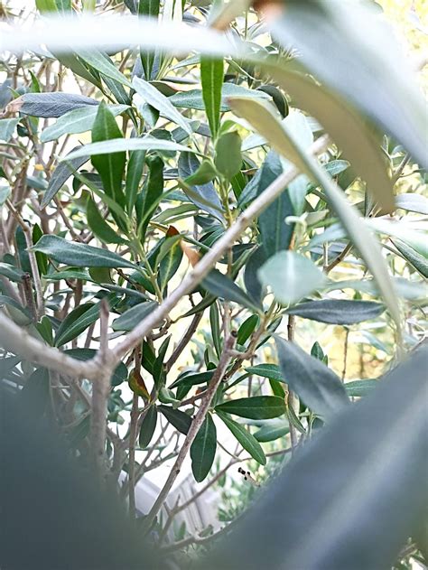 Olive Tree Leaves Turning Yellow And Falling R Plantclinic