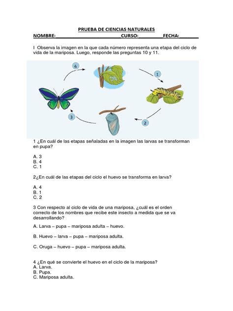 Prueba De Ciencias Naturales Ciclo De Vida