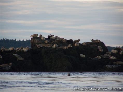 St. Andrews Ocean Adventures Whale Watching, St. Andrews, New Brunswick ...