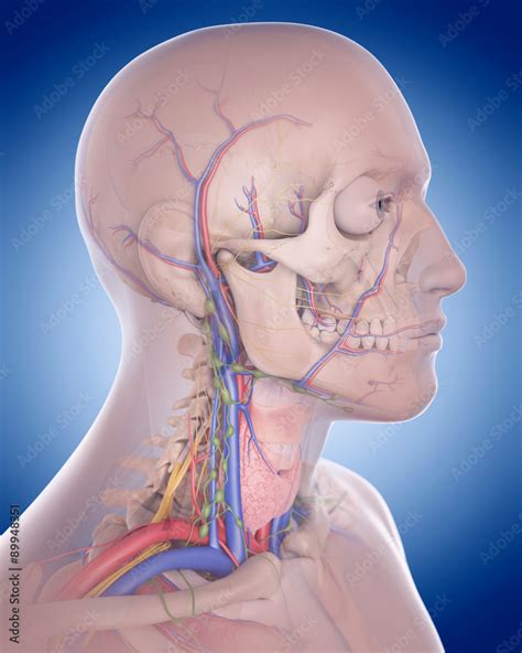 medically accurate illustration of the neck anatomy Stock Illustration ...