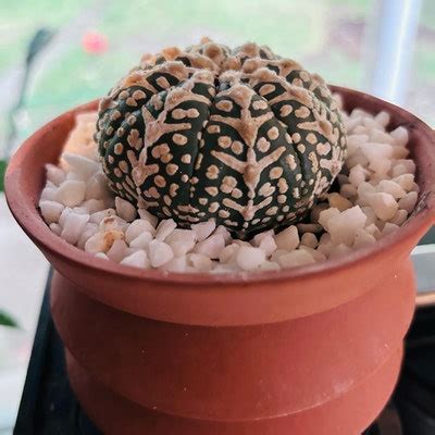 3/8 California Gold Crushed Gravel Rock Soil Topper for Succulents and ...