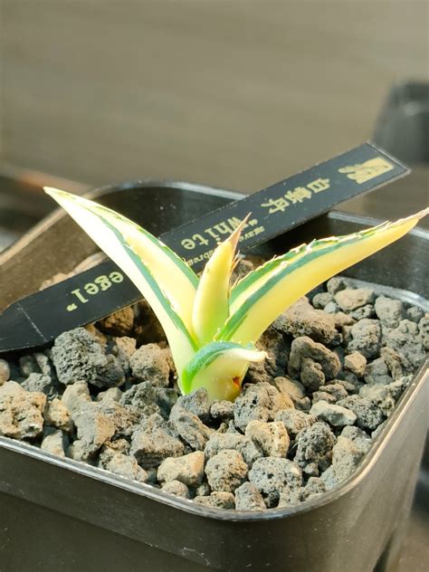 hiiro 稀少 アガベ 白雲丹 子株 agave ghiesbreghtii white zee egel 検 チタノタ オテロイ パープ