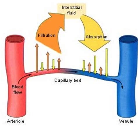 Edma And Congestion And Intro To Virulology Flashcards Quizlet