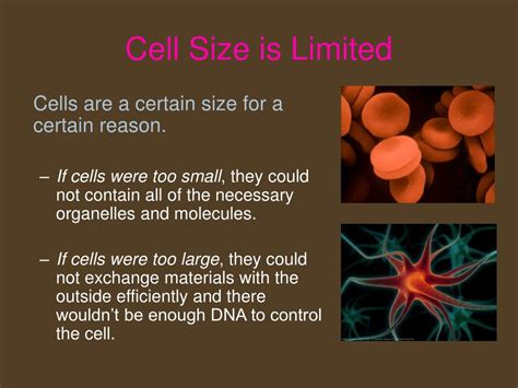 Ppt Chapter 5 Mitosis And The Cell Cycle Review Powerpoint Presentation Id 6334704