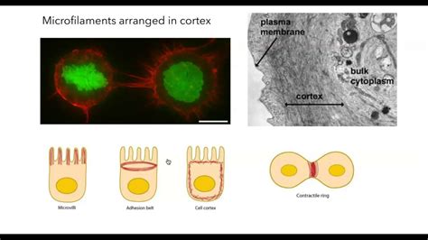 Microfilaments: structure and function - YouTube