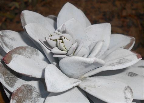 7 Tipos De Echeveria Y Sus Cuidados