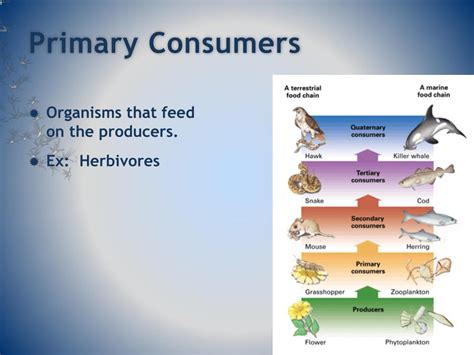PPT - Chapter 55: Ecosystems and Restoration Ecology PowerPoint ... 