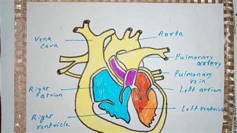 Circulatory System Detailed Lesson Plan