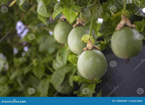 Growing Unripe Purple Passion Fruit In Vine Species Passiflora Edulis