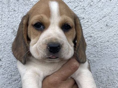 Un chiot femelle Beagle tricolore LOF à réserver Petite Annonce chien