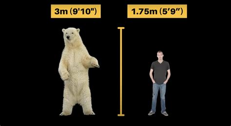 How Big is a Polar Bear? How Much Do They Weigh? - Polar Guidebook