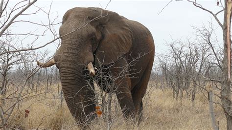 Elephant South Africa Kruger - Free photo on Pixabay - Pixabay