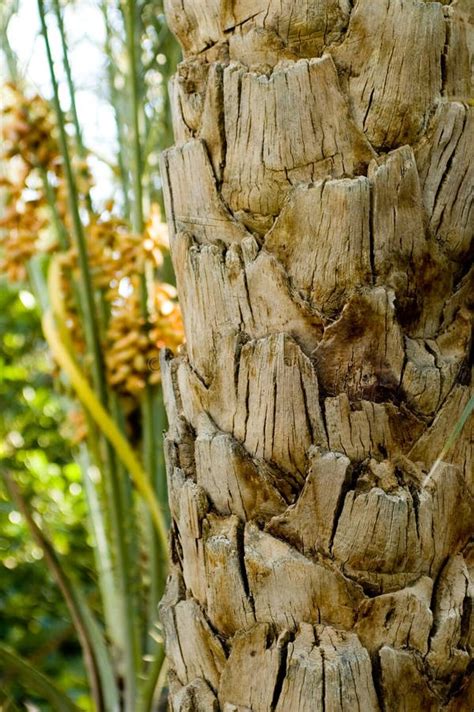 Trunk Of Palm Tree Closeup Stock Photo Image Of Grow 1328724