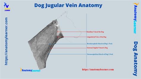 Dog Jugular Vein Anatomy - Location and Blood Collection with Diagram ...