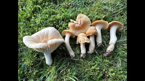 Identifying The Meadow Waxcap Cuphophyllus Pratensis Youtube