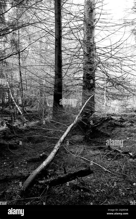 High Contrast Black And White Photograph Of Forest Trees Stock Photo