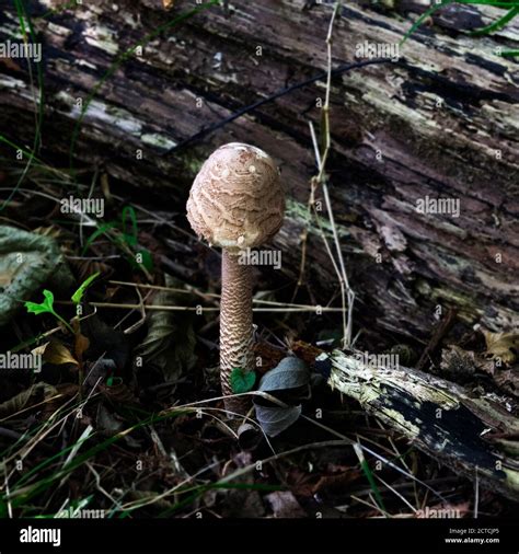 Seasonal Funghi Hi Res Stock Photography And Images Alamy