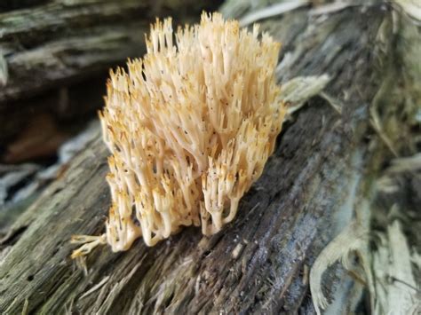 Crown Tipped Coral Fungus From Rydal PA 19046 USA On September 13