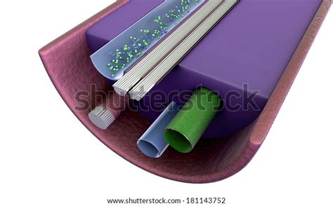 nerve bundle images stock   objects vectors shutterstock