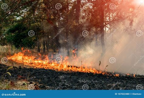 Forest Fire Burned Trees After Forest Fires And Lots Of Smoke Stock