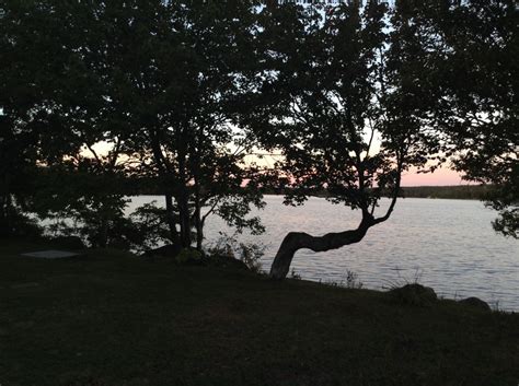 Free Images Tree Nature Branch Sunset Sunlight Morning Leaf