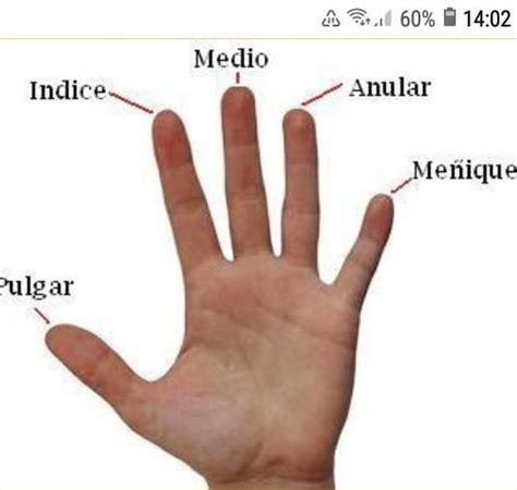 GRAFIQUE UNA MANO E INDIQUE LAS SIGUIENTES PARTES DE LOS DEDOS PULGAR