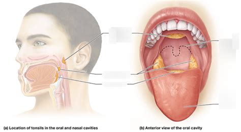 Tonsils Diagram | Quizlet