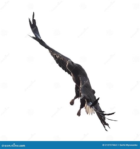 Eagle Flying Isolated at White Stock Image - Image of ornithology ...