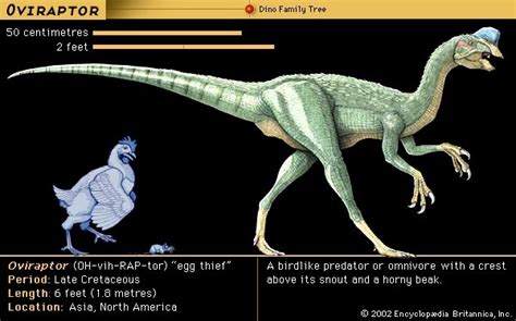 7 Photos Oviraptor Facts For Kids And Review - Alqu Blog