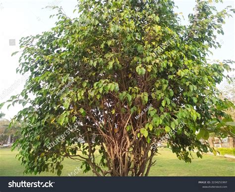 Ficus Benjamina Plant Park Garden Commonly Stock Photo 2234251997