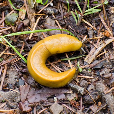 Banana Slug We Went For A Walk Through A Redwood Forest A Flickr