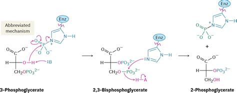 29 6 Catabolism Of Carbohydrates Glycolysis Chemistry Libretexts