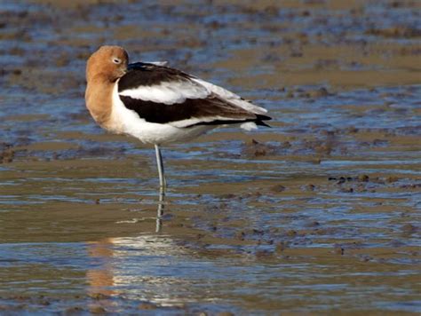 Birding San Pablo Bay National Wildlife Refuge - In a Dark Time ... San ...