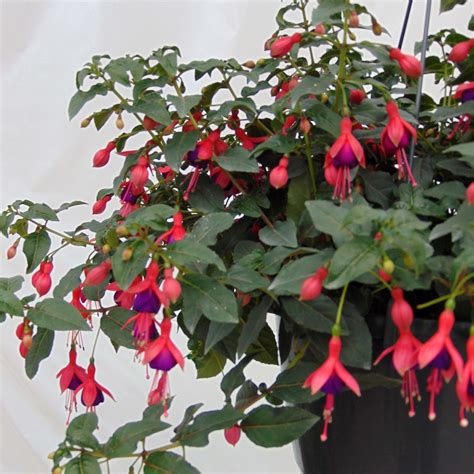 Fuchsia Mrs Popple Fuchsia Arbustif Vigoureux Florif Re Assez Rustique