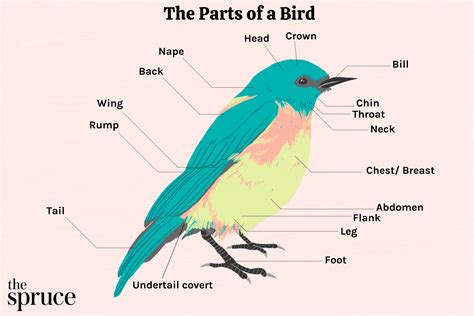 bird wing anatomy underside