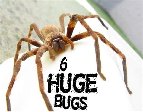 Largest Insects