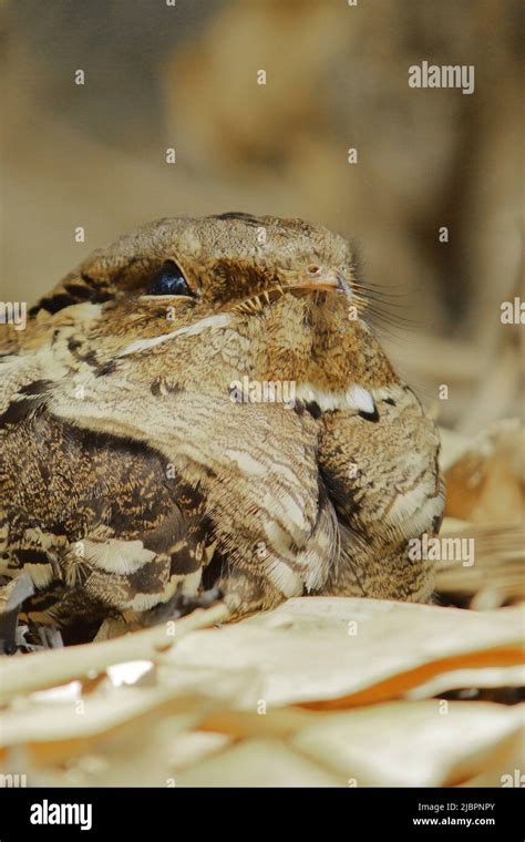 a male large tailed nightjar sitting and camouflage with dry forest ...