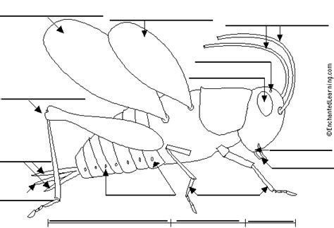 Body Parts Activity - Webquest: Grasshoppers and Crickets