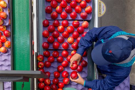 Verfrut Exceeds Its Fruit Export Record In The 2020 21 Season