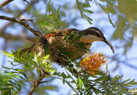 Say Hello To The Paradise Riflebird, A Creature With Brilliant Colors ...